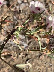 Clarkia speciosa polyantha