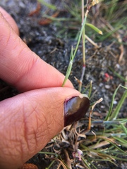 Alopecurus geniculatus