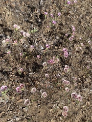 Clarkia speciosa polyantha