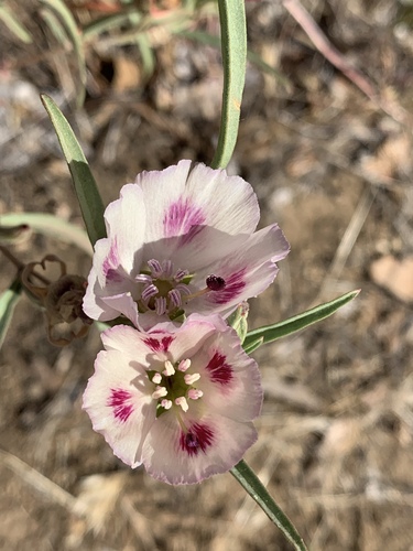 Clarkia speciosa ssp. polyantha