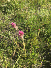 Castilleja lemmonii
