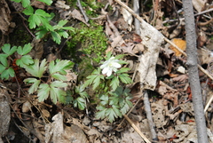 Anemonoides amurensis
