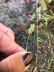 Alopecurus geniculatus