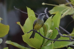 Tyrannus melancholicus