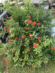 Combretum constrictum