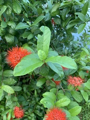 Combretum constrictum