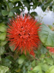 Combretum constrictum