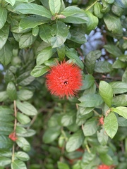 Combretum constrictum