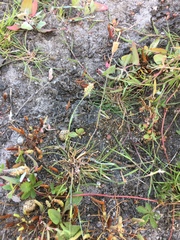 Alopecurus geniculatus