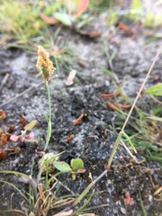 Alopecurus geniculatus