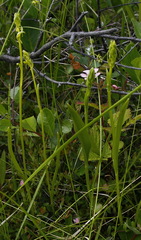 Platanthera tipuloides