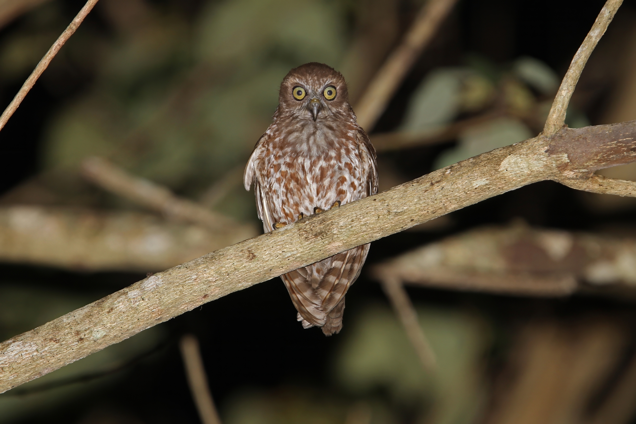 Alor Boobook (Ninox plesseni), photo 6