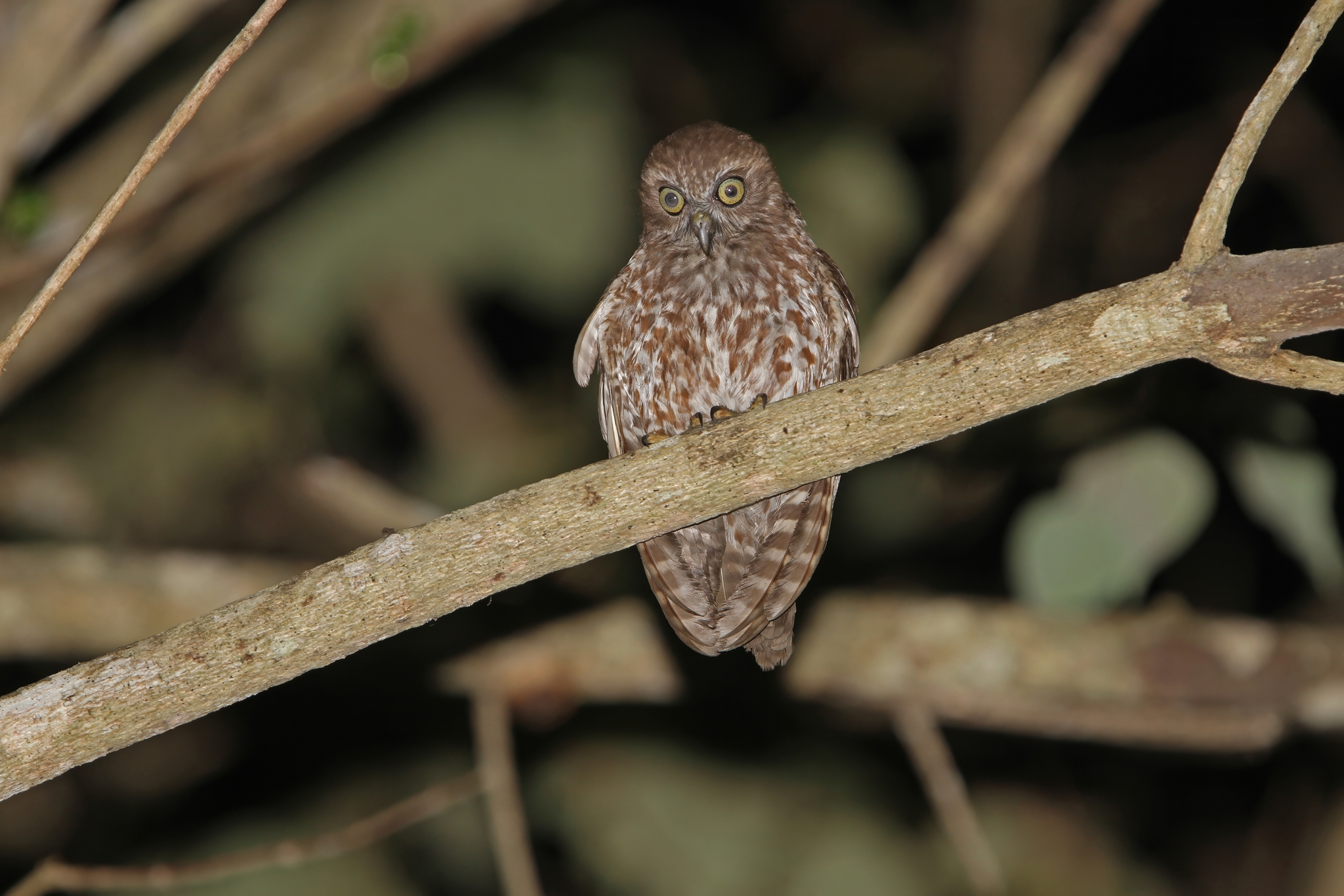 Alor Boobook (Ninox plesseni), photo 7