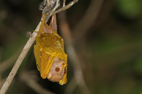 Pallas's Tube-nosed Bat
