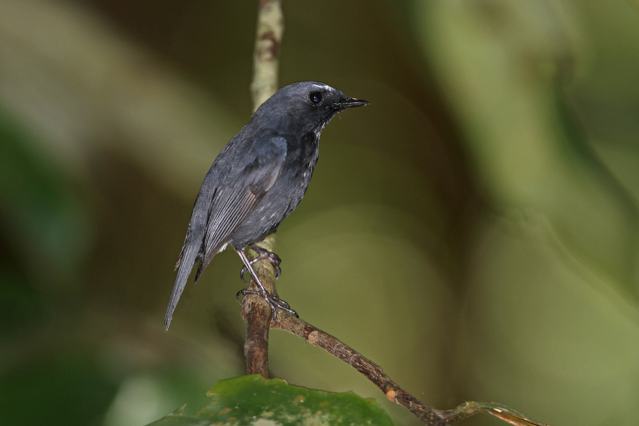 Damar Flycatcher (Ficedula henrici), photo 7
