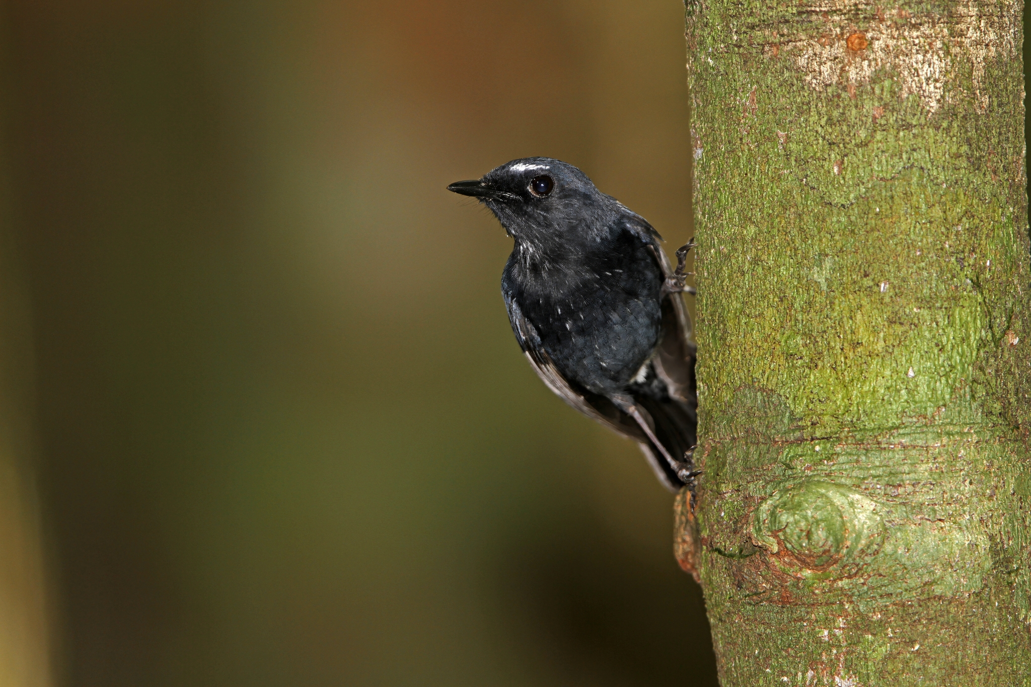 Damar Flycatcher (Ficedula henrici), photo 8