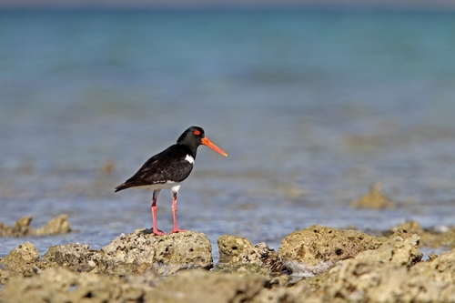 Pied Oystercatcher