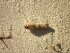 Thiaridae