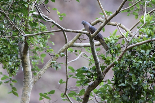 Timor Imperial Pigeon (Ducula cineracea), photo 8
