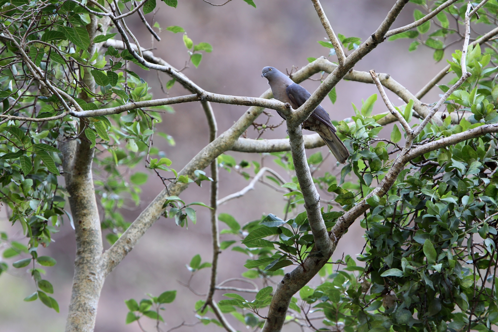 Timor Imperial Pigeon (Ducula cineracea), photo 2