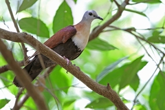 Wetar Ground Dove photo 3