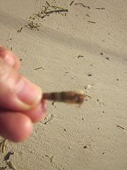Thiaridae
