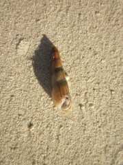 Thiaridae