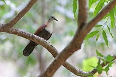 Wetar Ground Dove photo 5
