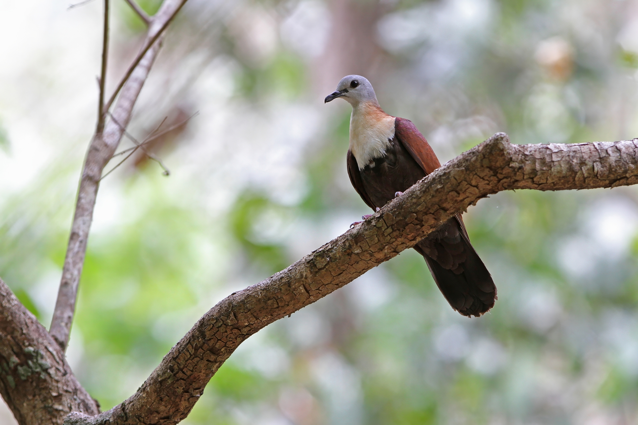Wetar Ground Dove (Pampusana hoedtii), photo 4