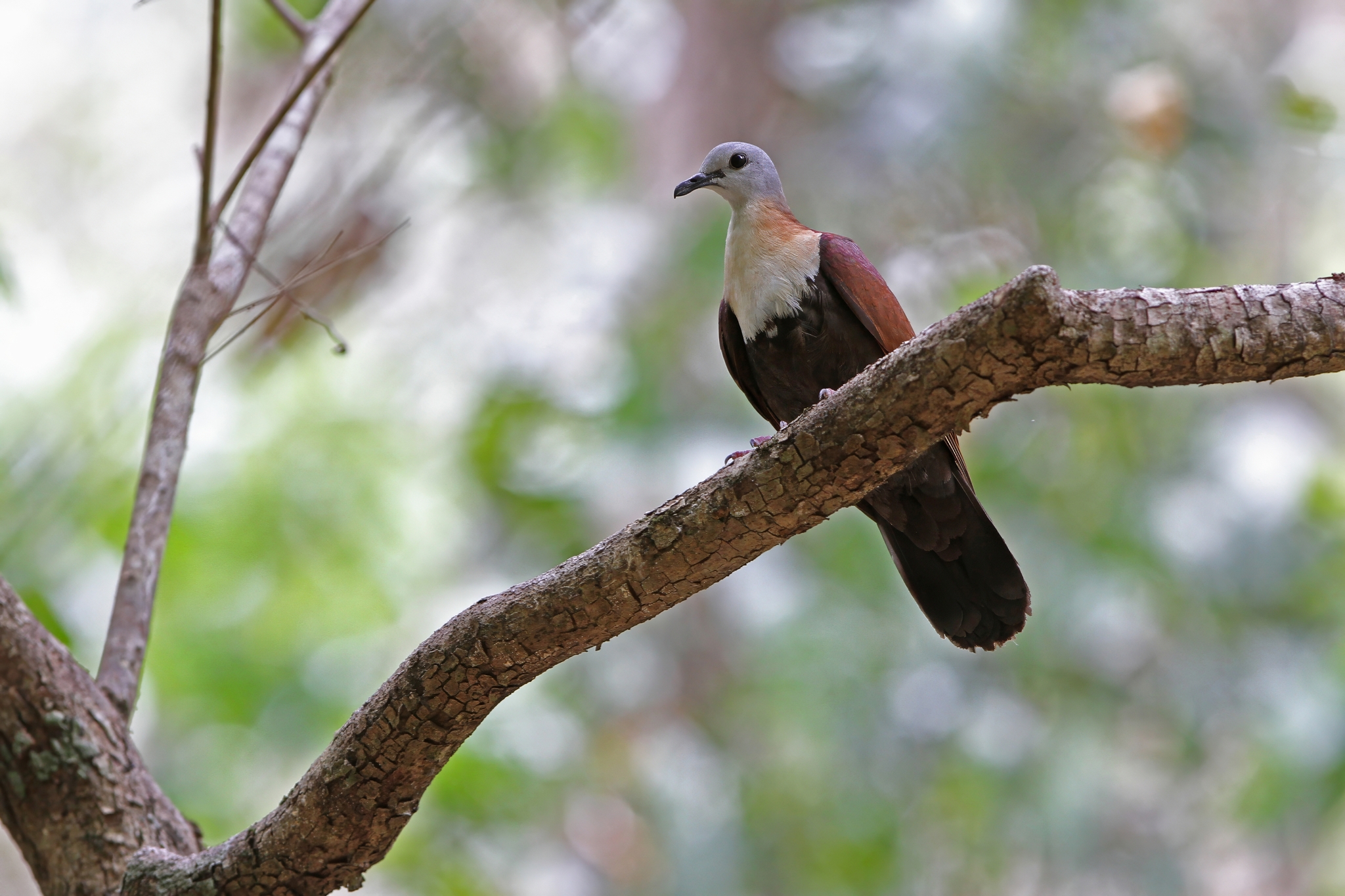 Wetar Ground Dove (Pampusana hoedtii), photo 7
