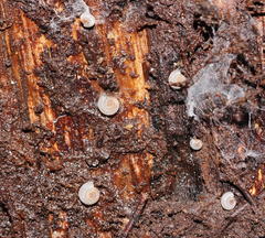 Meredithena dandenongensis