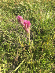 Castilleja lemmonii