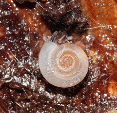 Meredithena dandenongensis