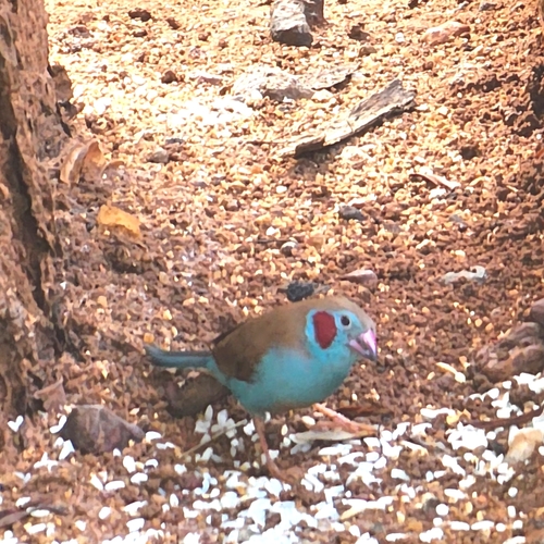 Red-cheeked Cordonbleu