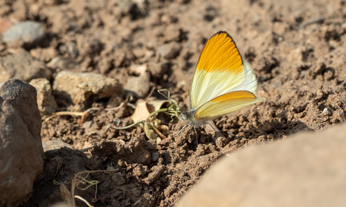 Colotis evarne