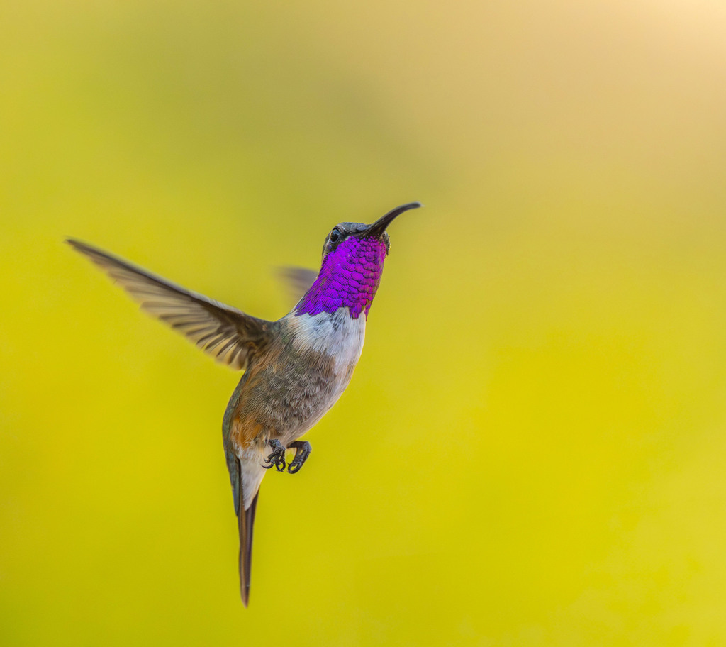 Lucifer Hummingbird (Calothorax lucifer) photo