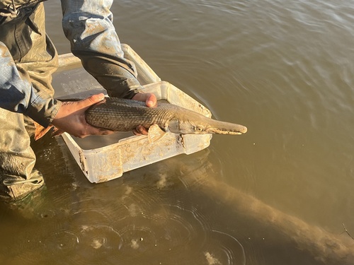 Alligator Gar