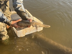 Alligator Gar photo 4