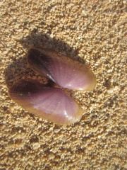 Psammobiidae