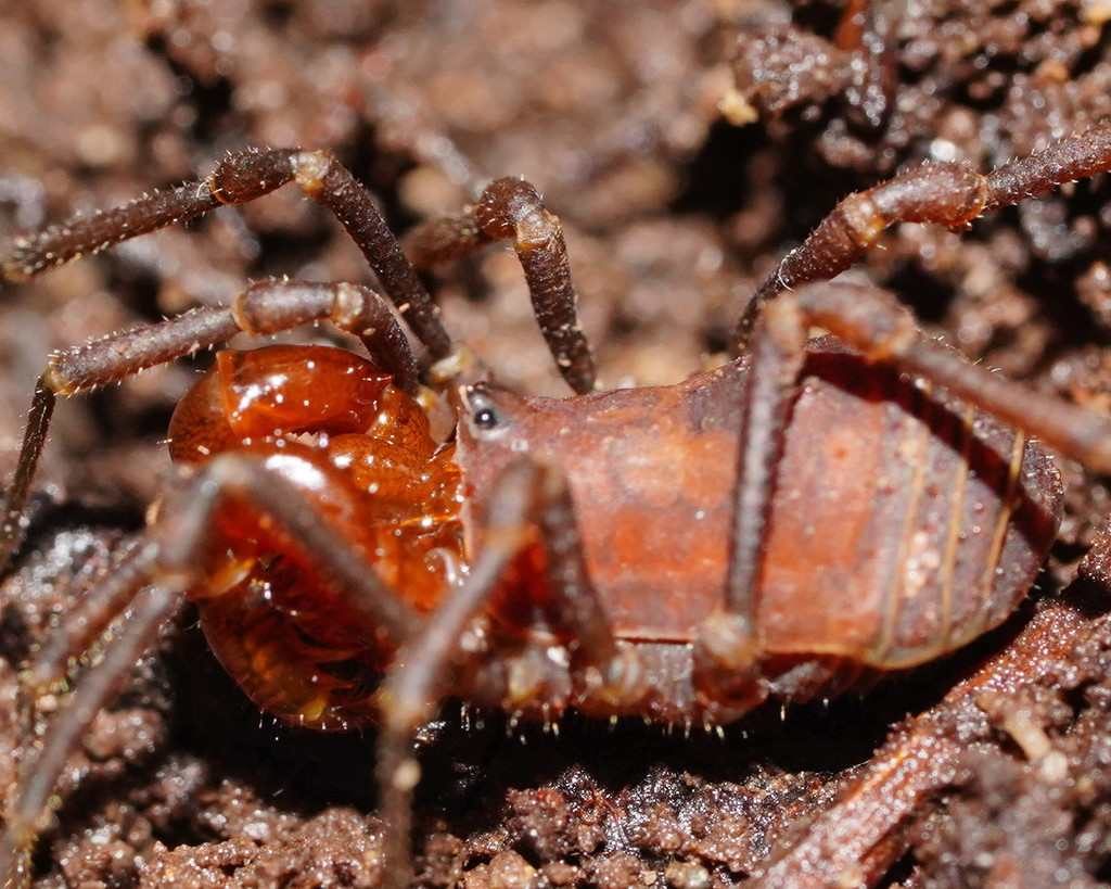 Paranuncia ingens from Bulga Park, Balook VIC 3971, Australia on June ...