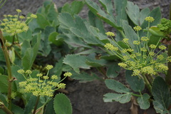 Angelica sachokiana