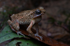 Lesser Malacca Toad photo 3