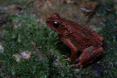 Lesser Malacca Toad photo 2