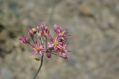 Allium samurense