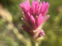 Castilleja lemmonii