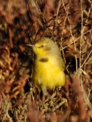 Epthianura crocea