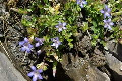 Gentiana lagodechiana