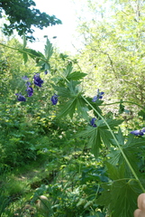 Aconitum fischeri