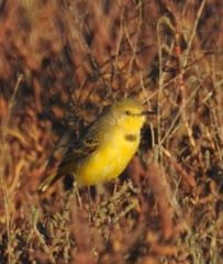 Epthianura crocea