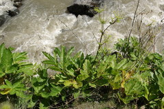 Angelica sachokiana
